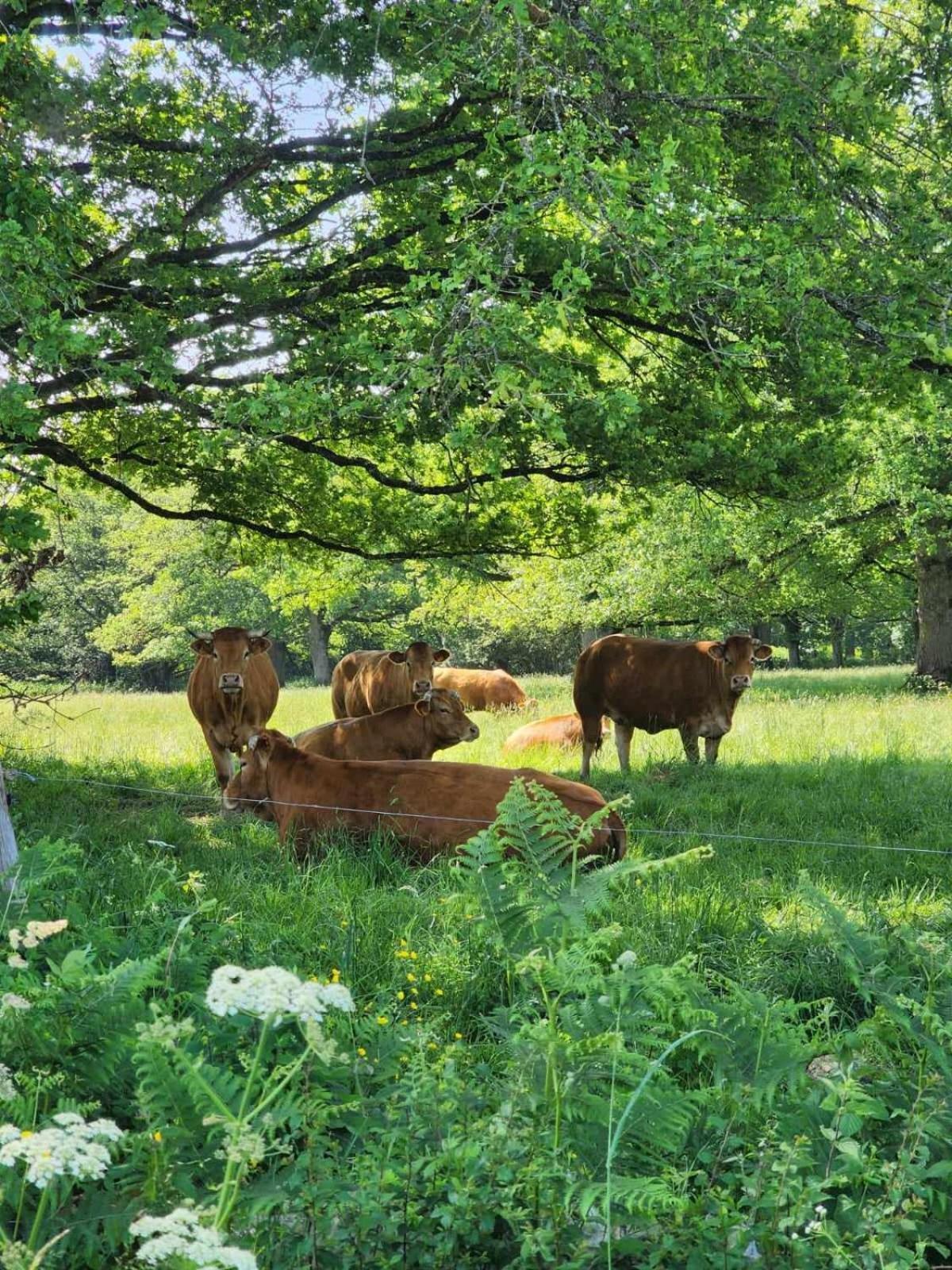 Le Limousin Chalet *